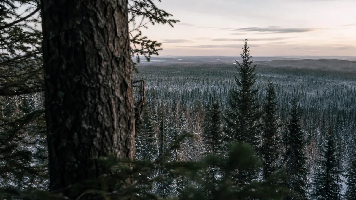 Forêt boréale étendue : superficie et rôle écologique