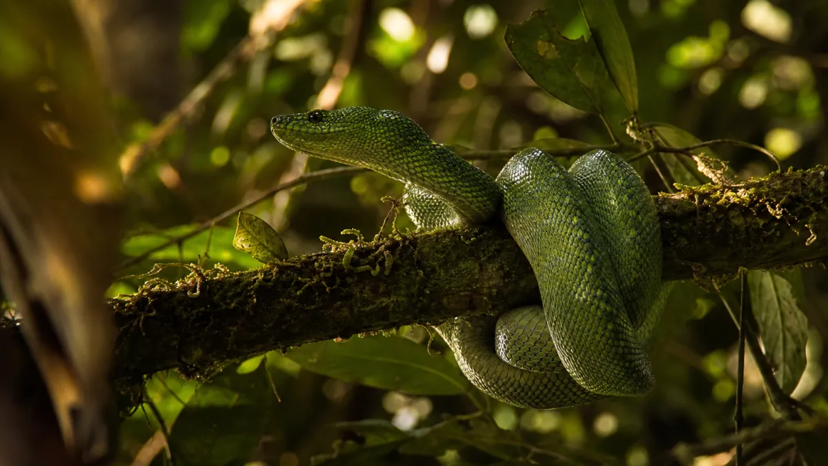 Animaux qui commencent par la lettre S : la liste complète